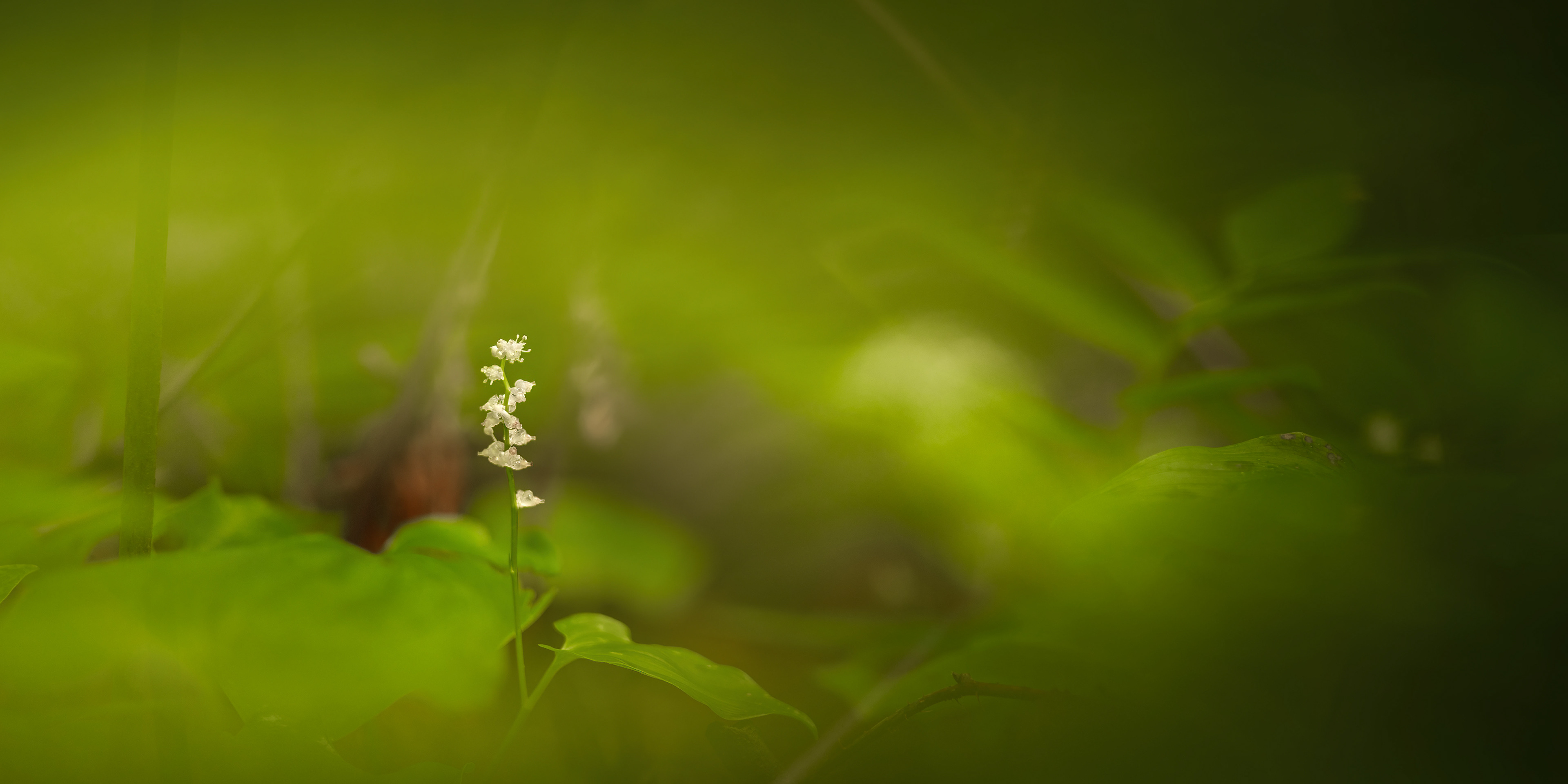 Maianthemum – May Lily – False Lily-of-the-valley