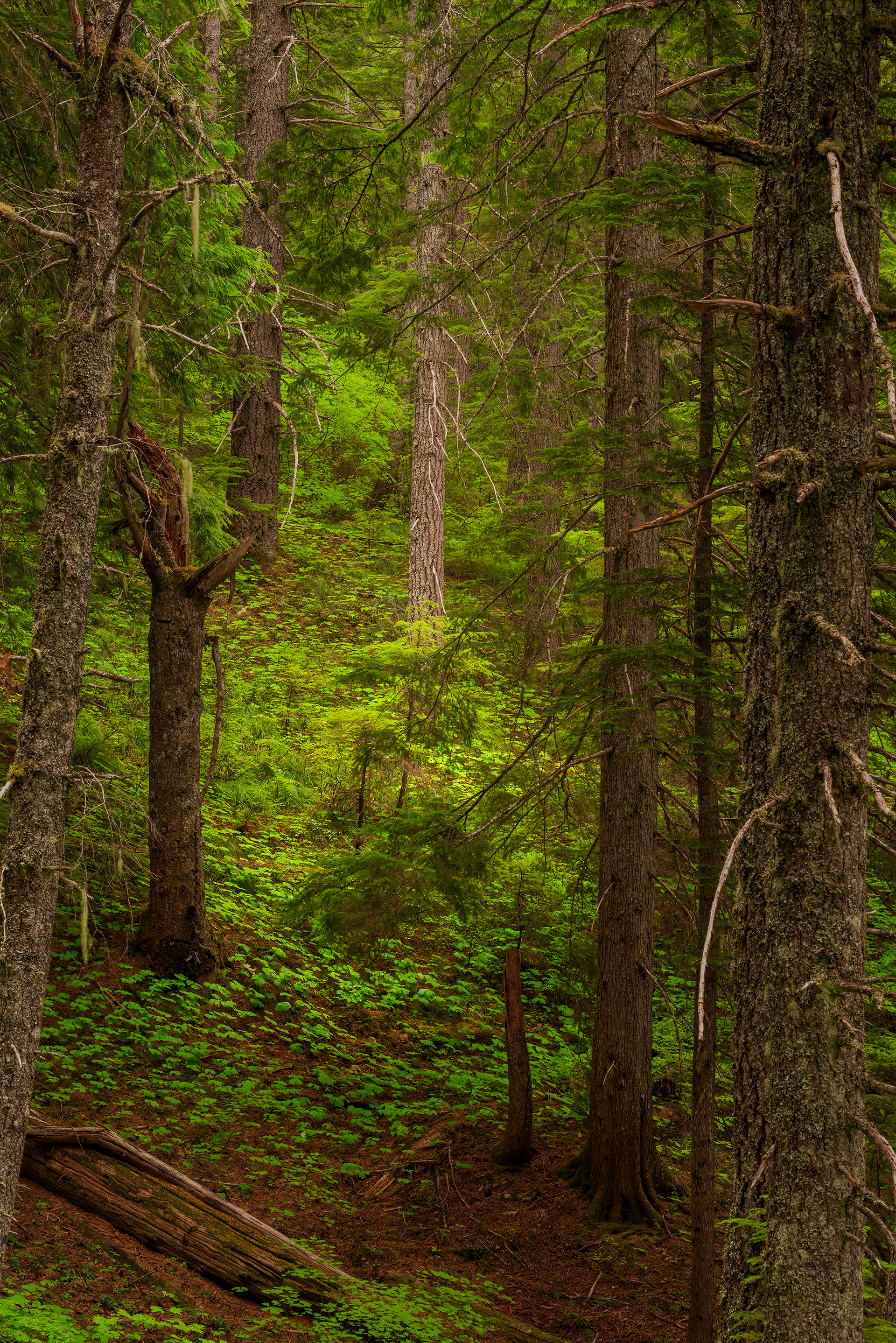 Troublesome Creek, WA