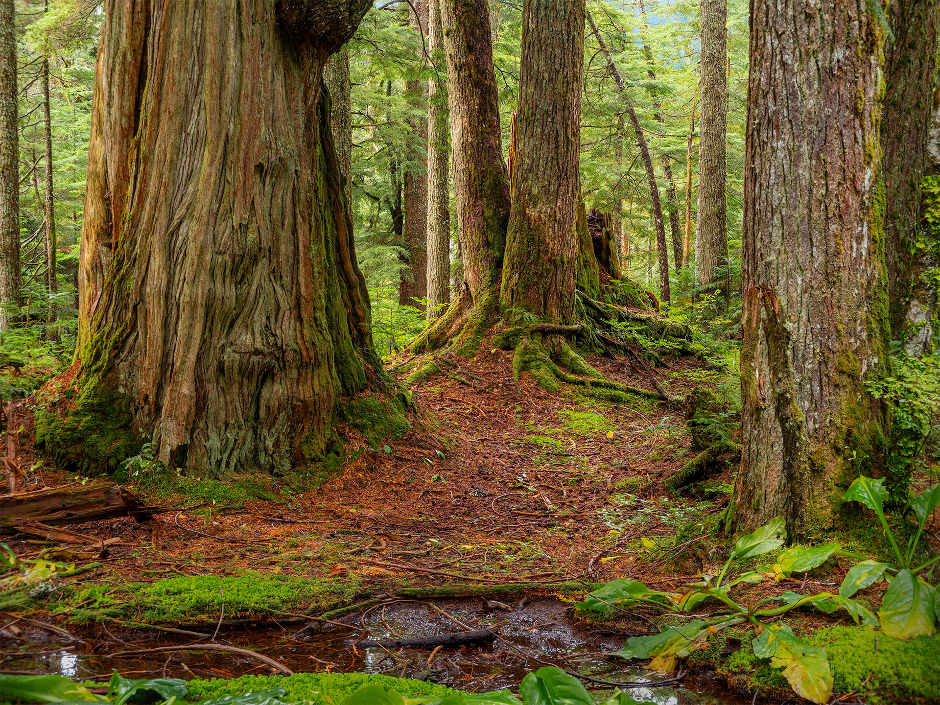 Ashland Lake, WA, 300 yr old Cedars