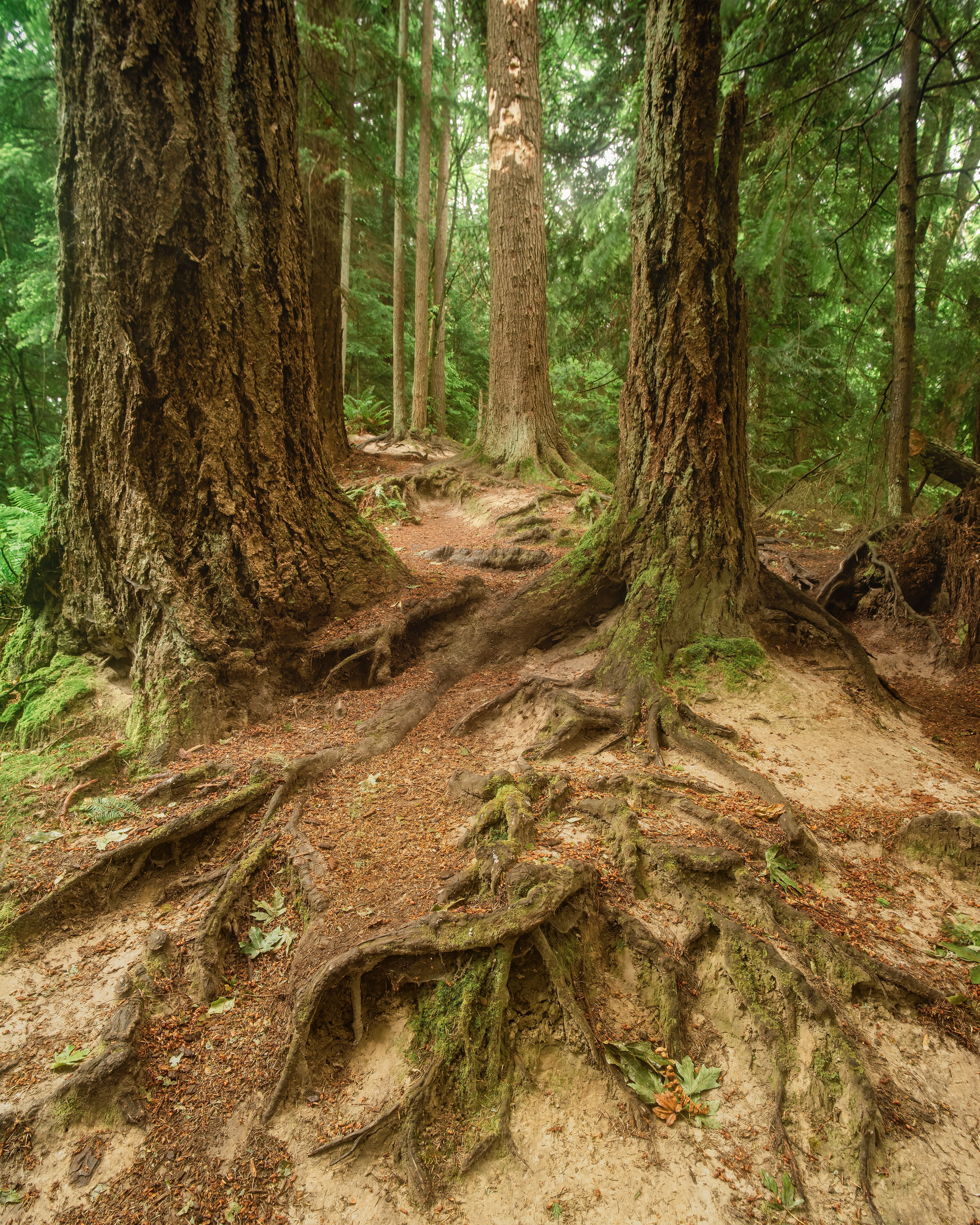 St Edwards Park, North Trail