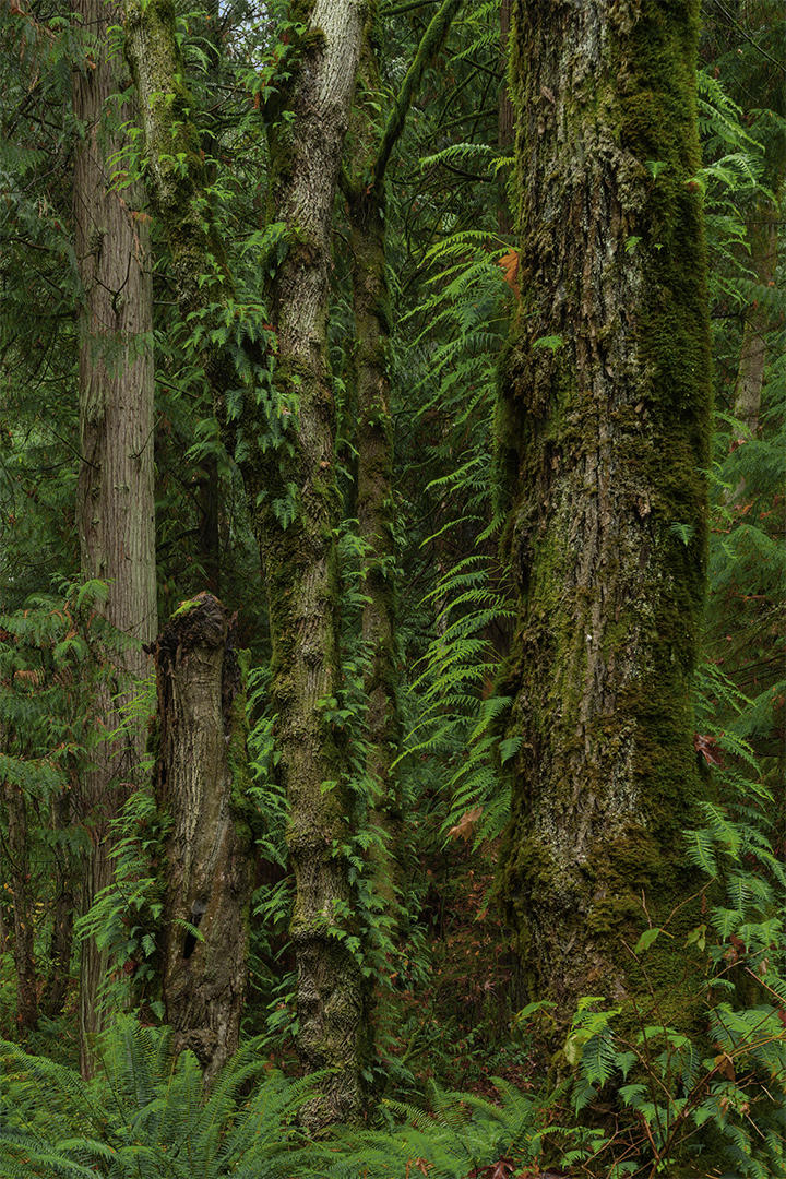 Denny Creek Forest, WA