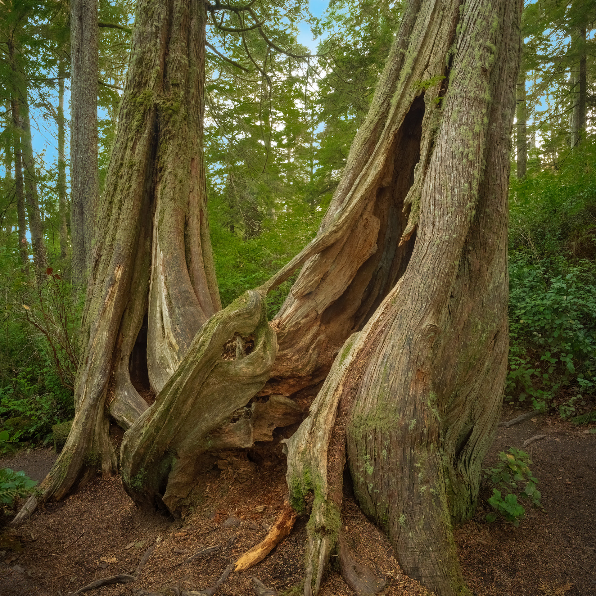 Cape Flattery Trail