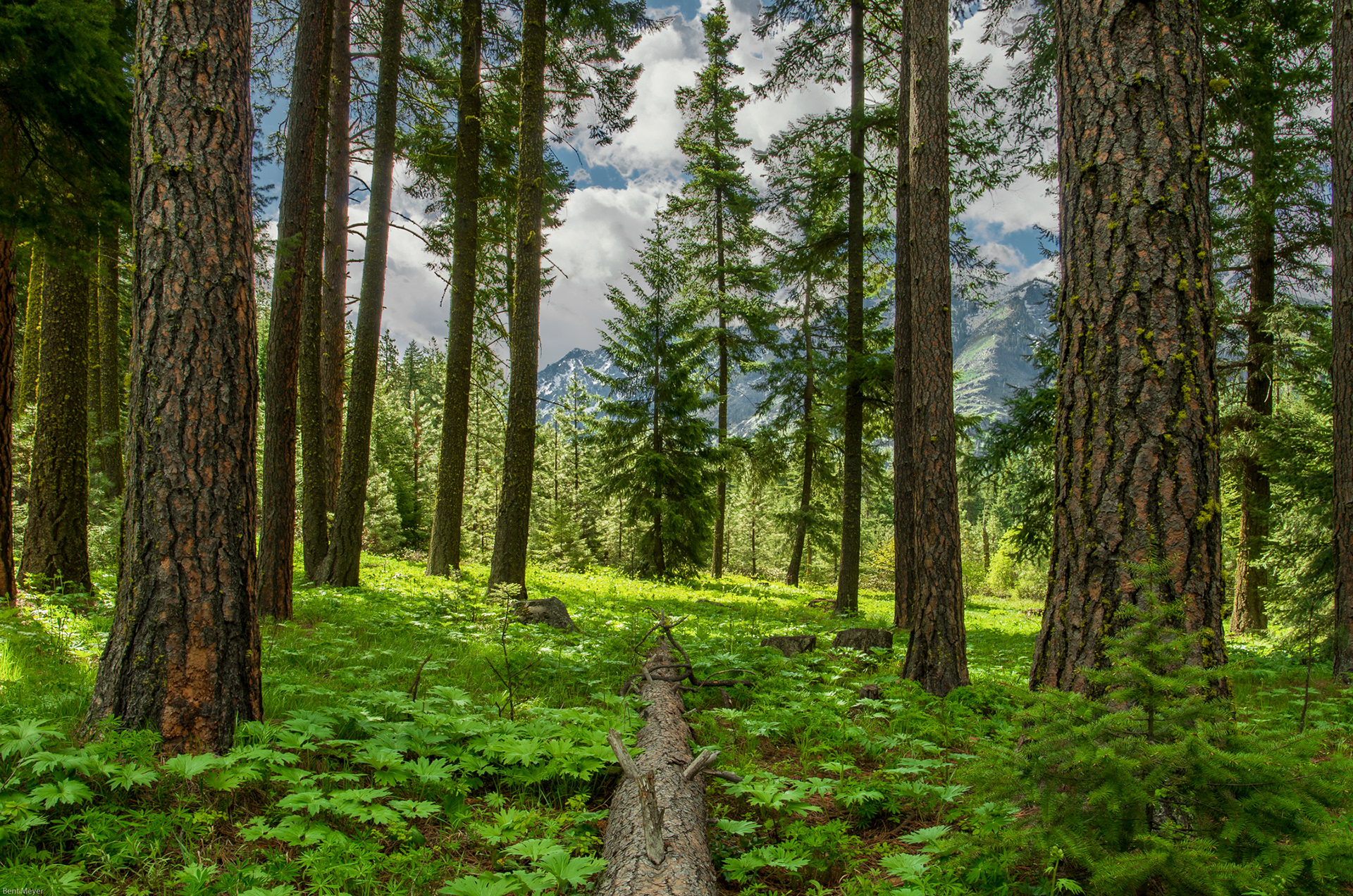 Silver Creek Forest, WA