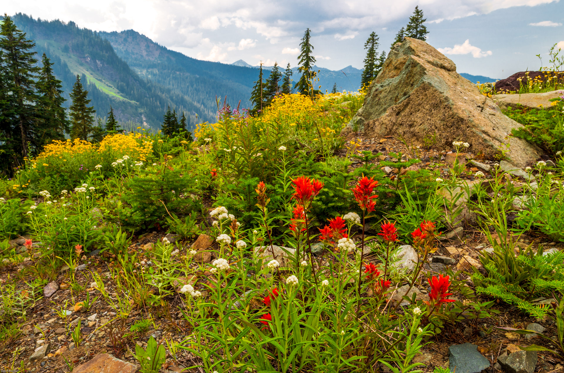 Mt Rainier, Paradise, WA