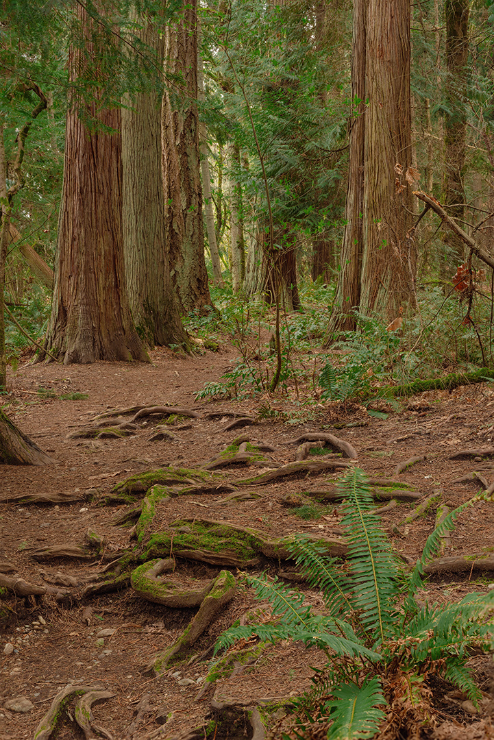 Denny Creek Forest, WA