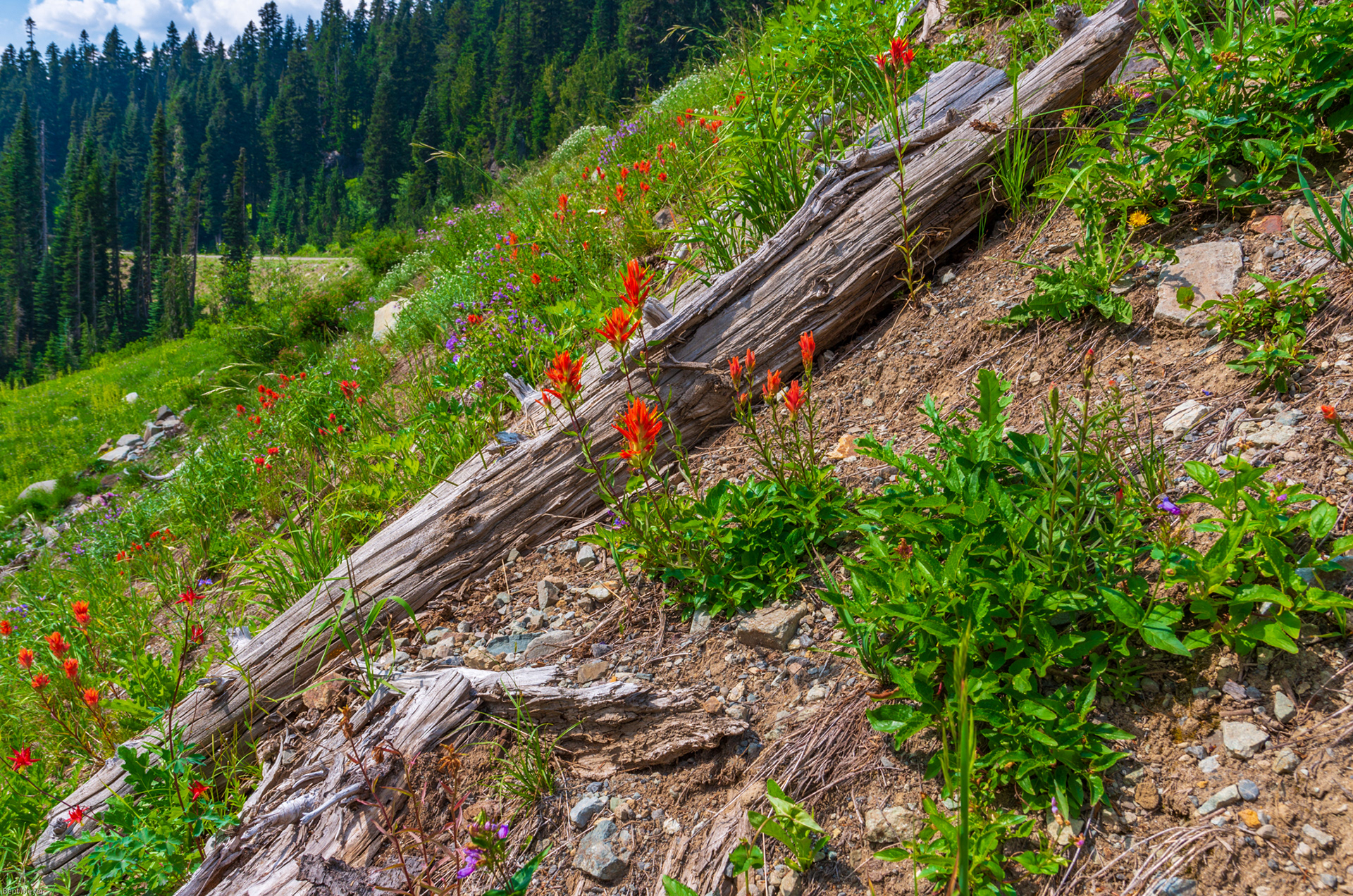 Mt Rainier, Paradise, WA
