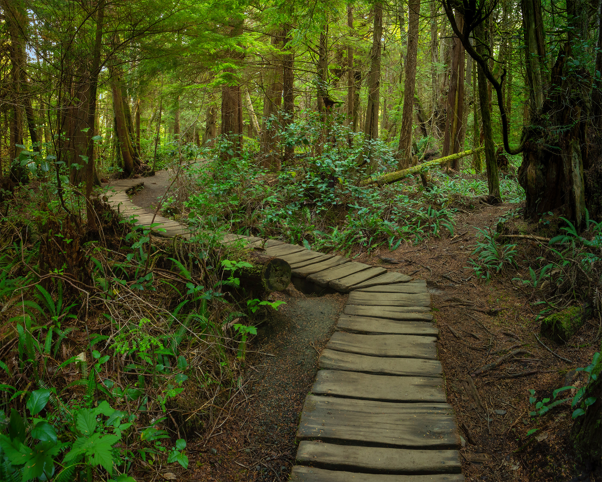 Cape Flattery Trail