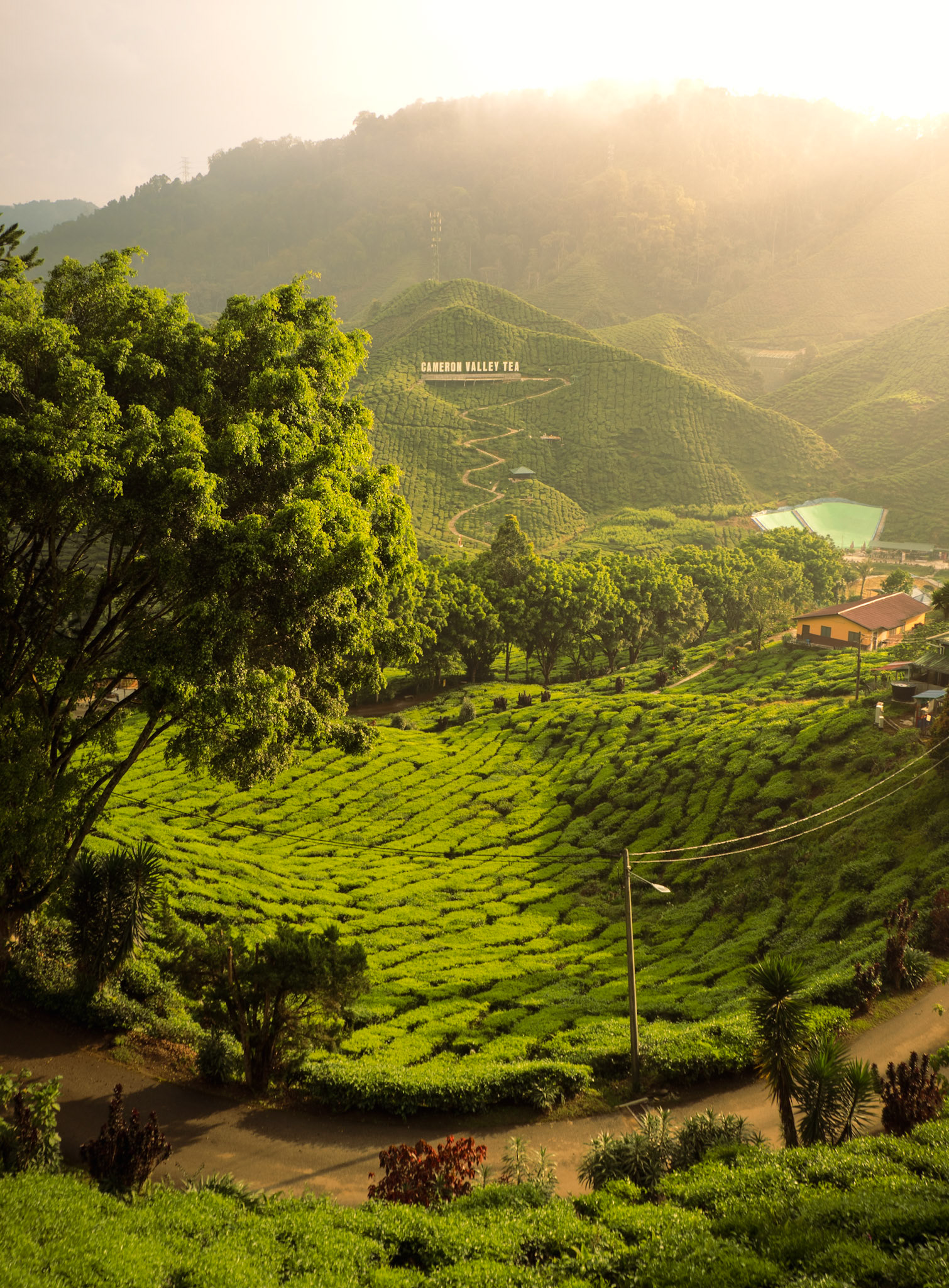 CAMERON HIGHLANDS, MALAYSIA