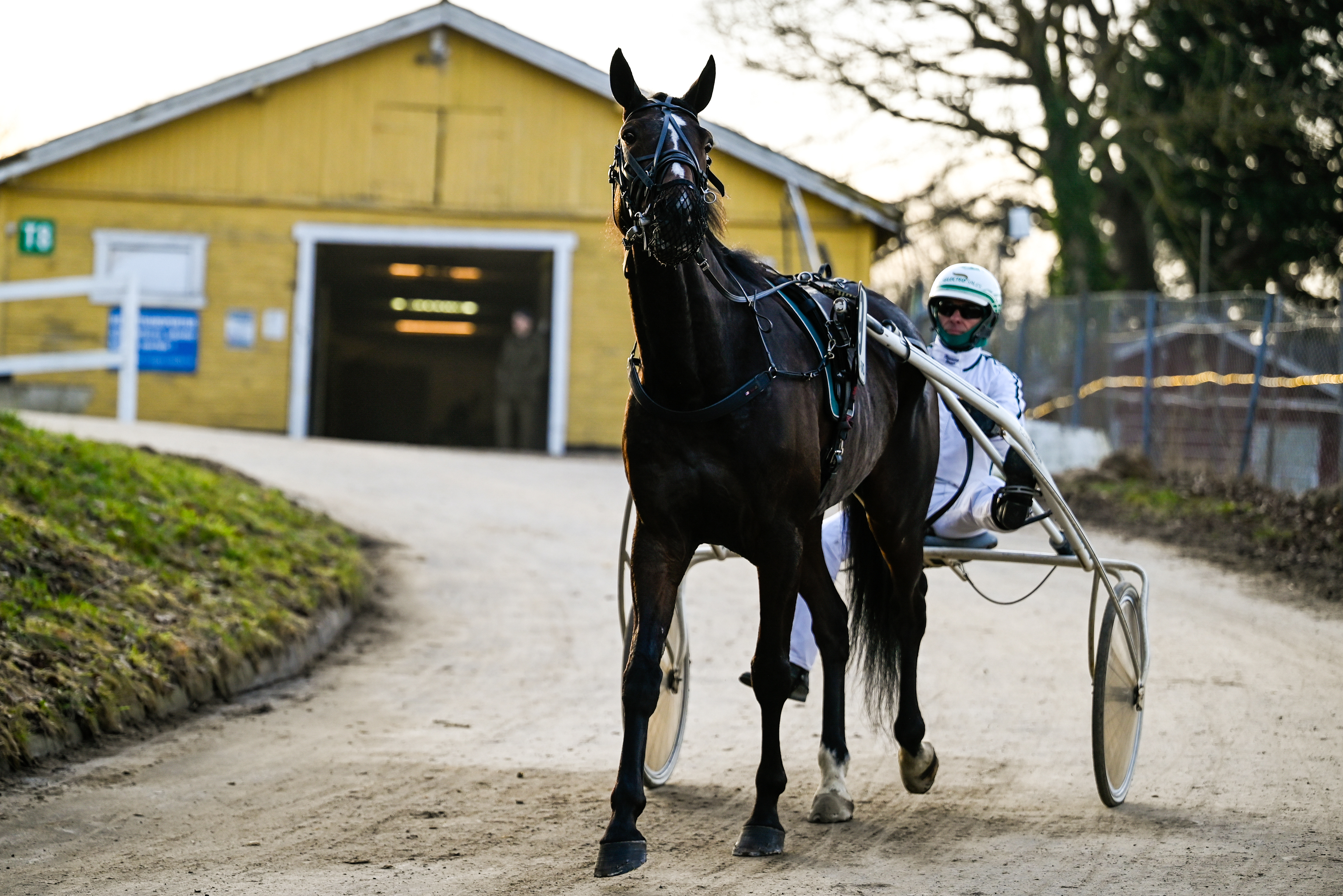 Sulky rytter på vej ned til banen