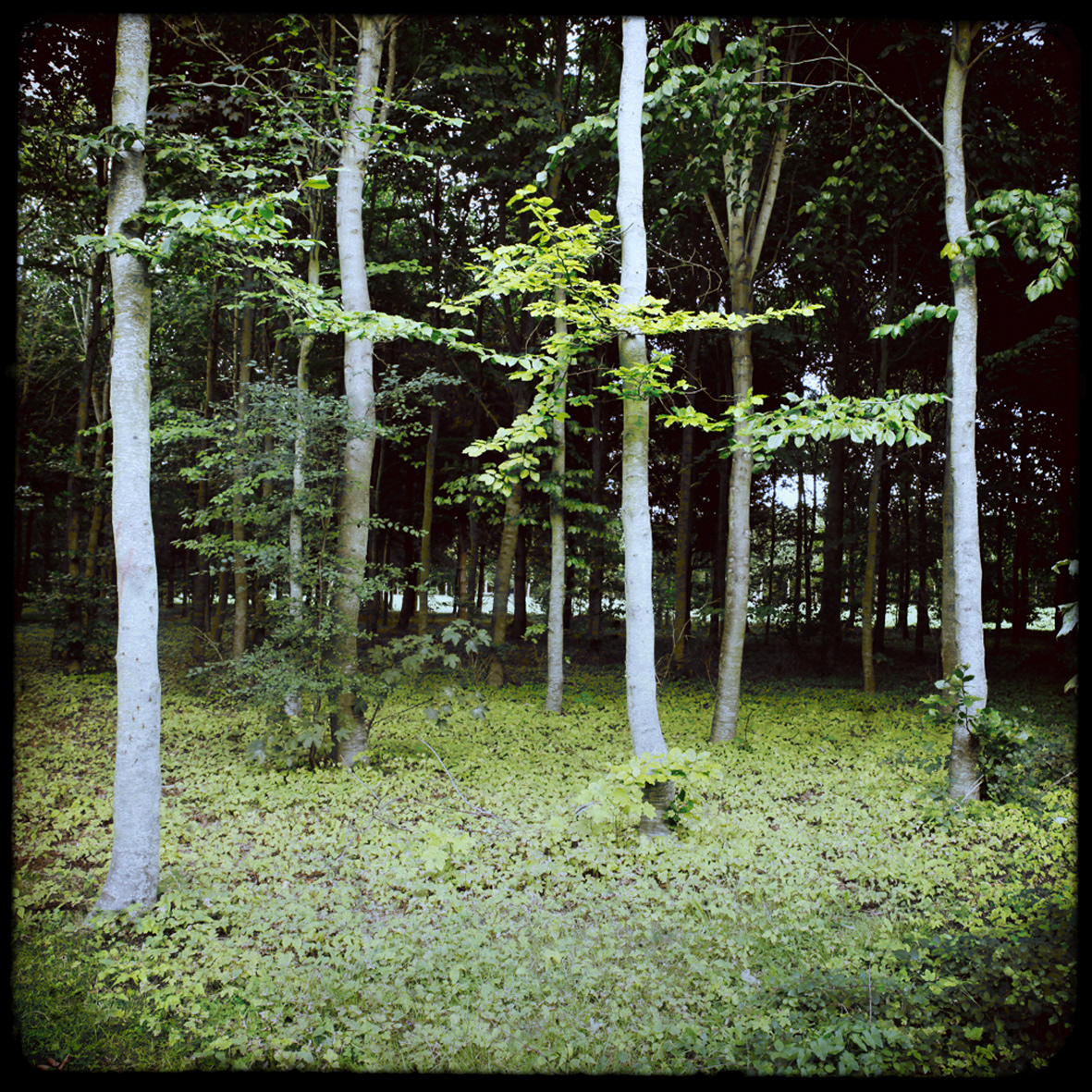 18 - Jaune et vert