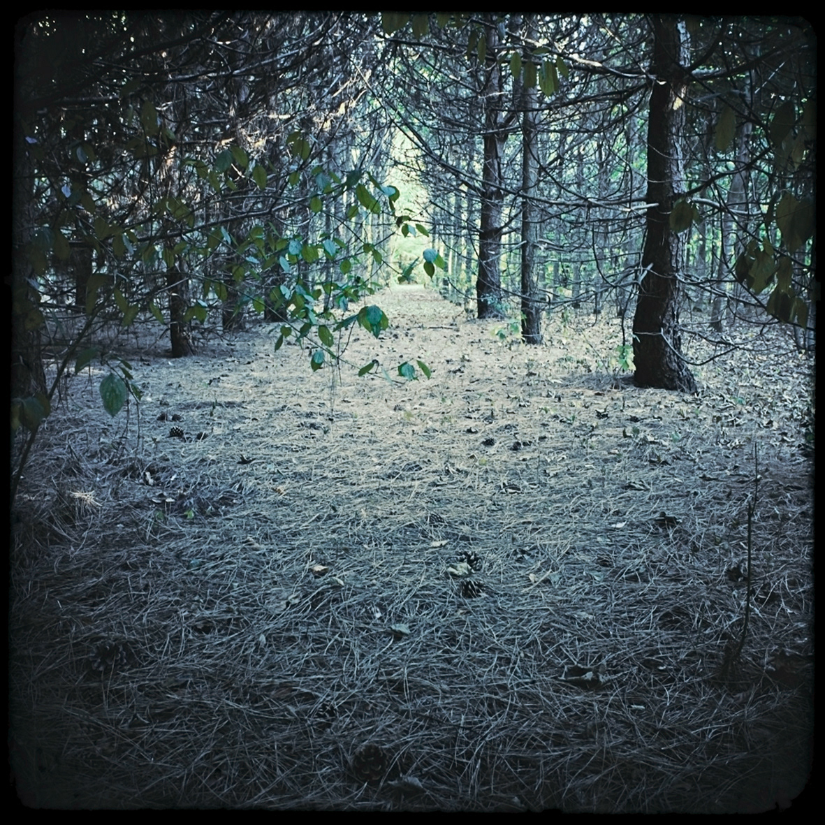 23 - Sous les pins