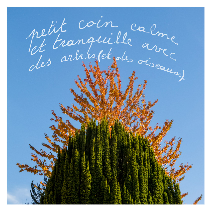 07 Les arbres