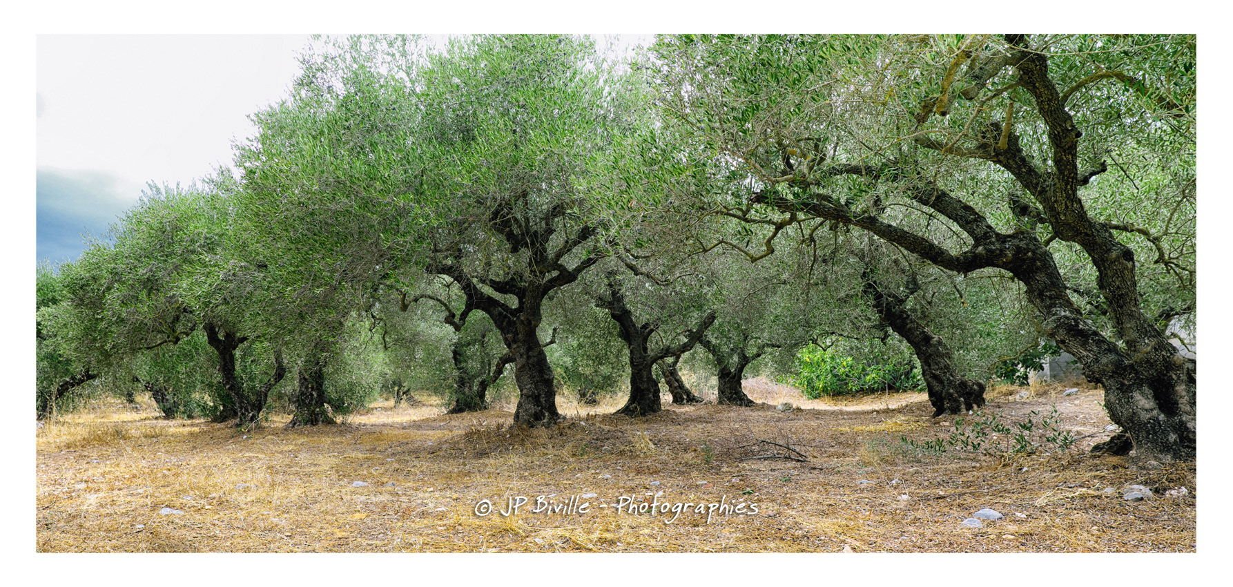 Crète - Oliveraie près de Mochos