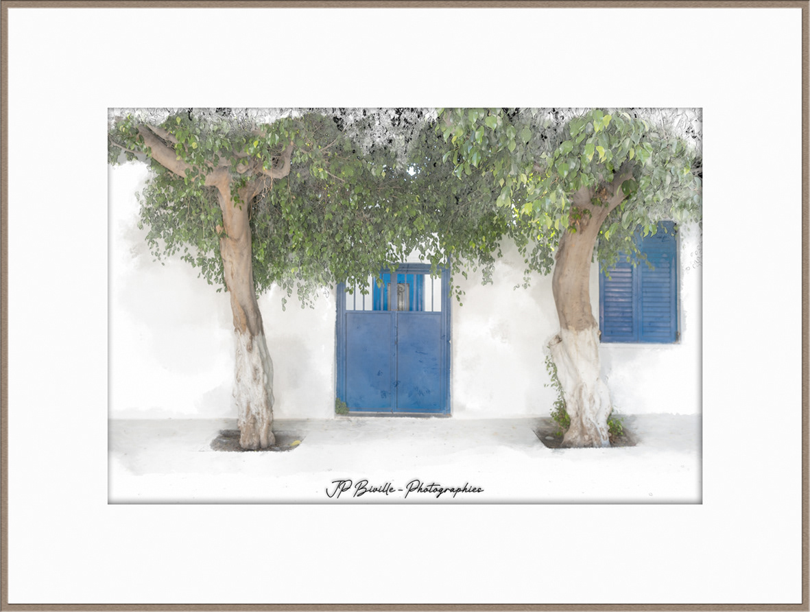 Ficus #2 - Myrtos, Crète