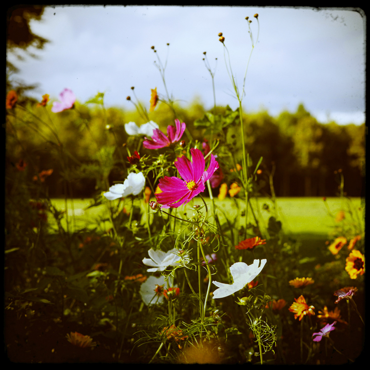 15 - Fleurs d'été