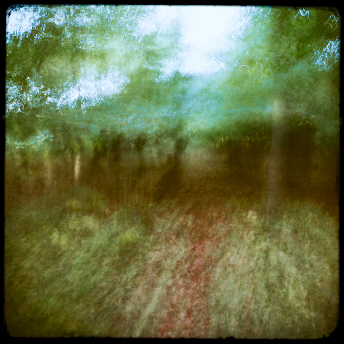 21 - Flou de forêt