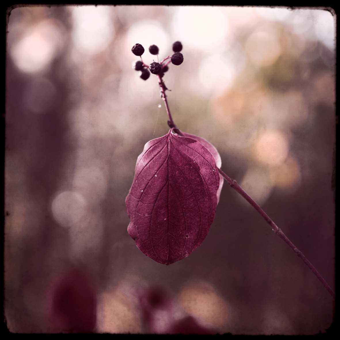 22 - Feuille rouge