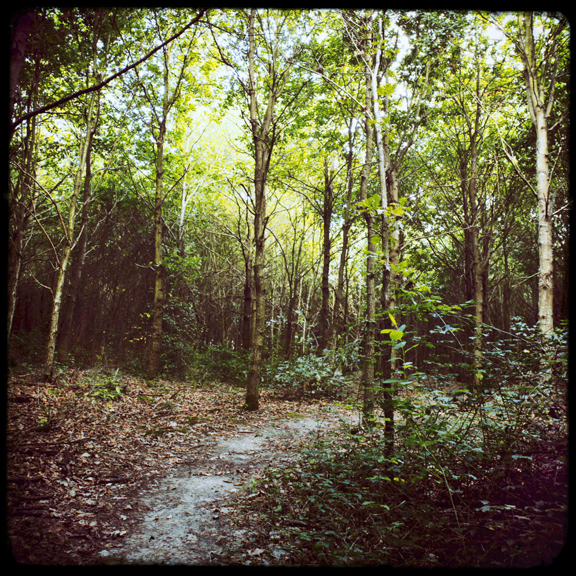 02 - Chemin ombragé