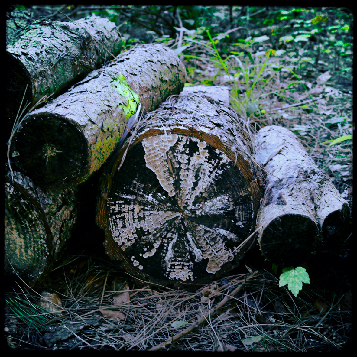 05 - Coupe de bois