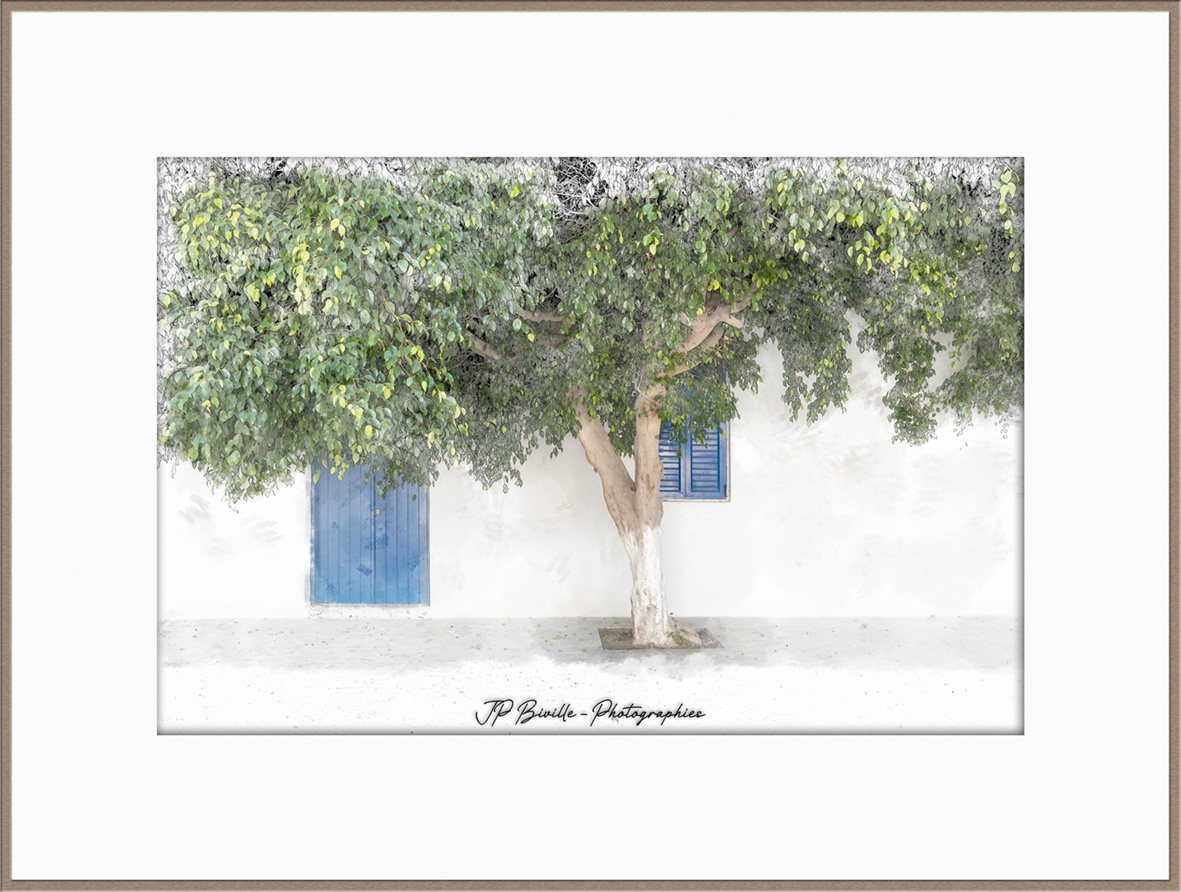 Ficus #1 - Myrtos, Crète