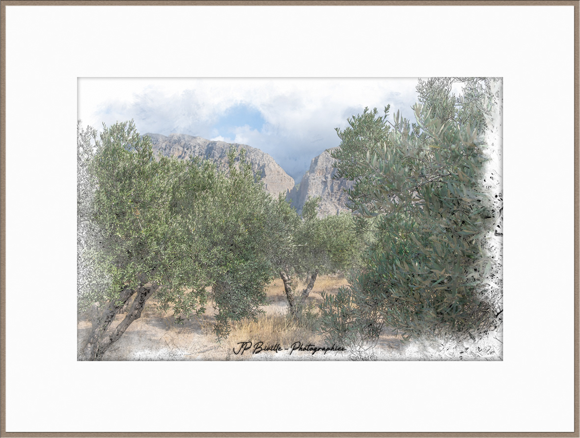 Oliveraie près des gorges de Ha - Monastiraki, Crète
