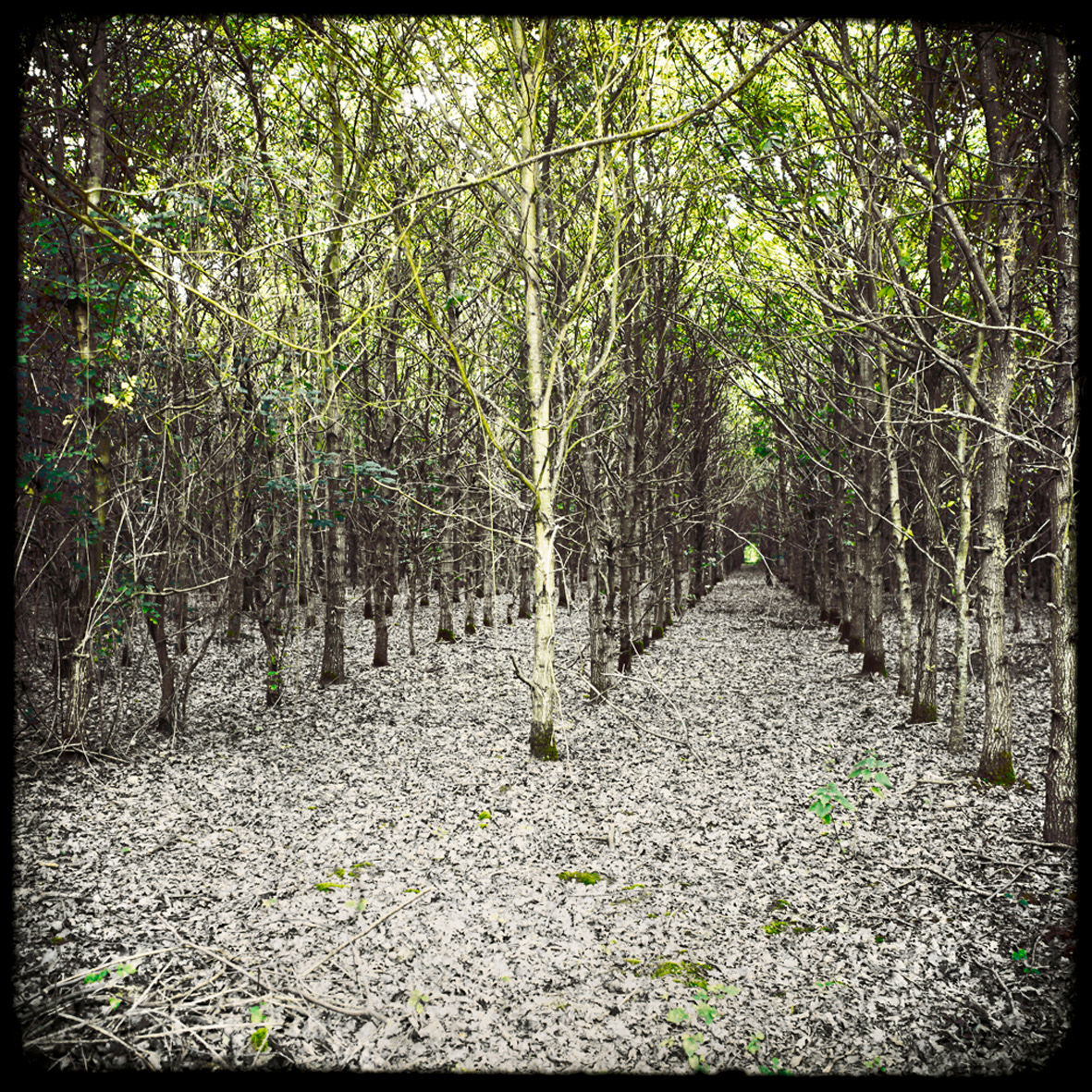 11 - Feuilles aux pieds