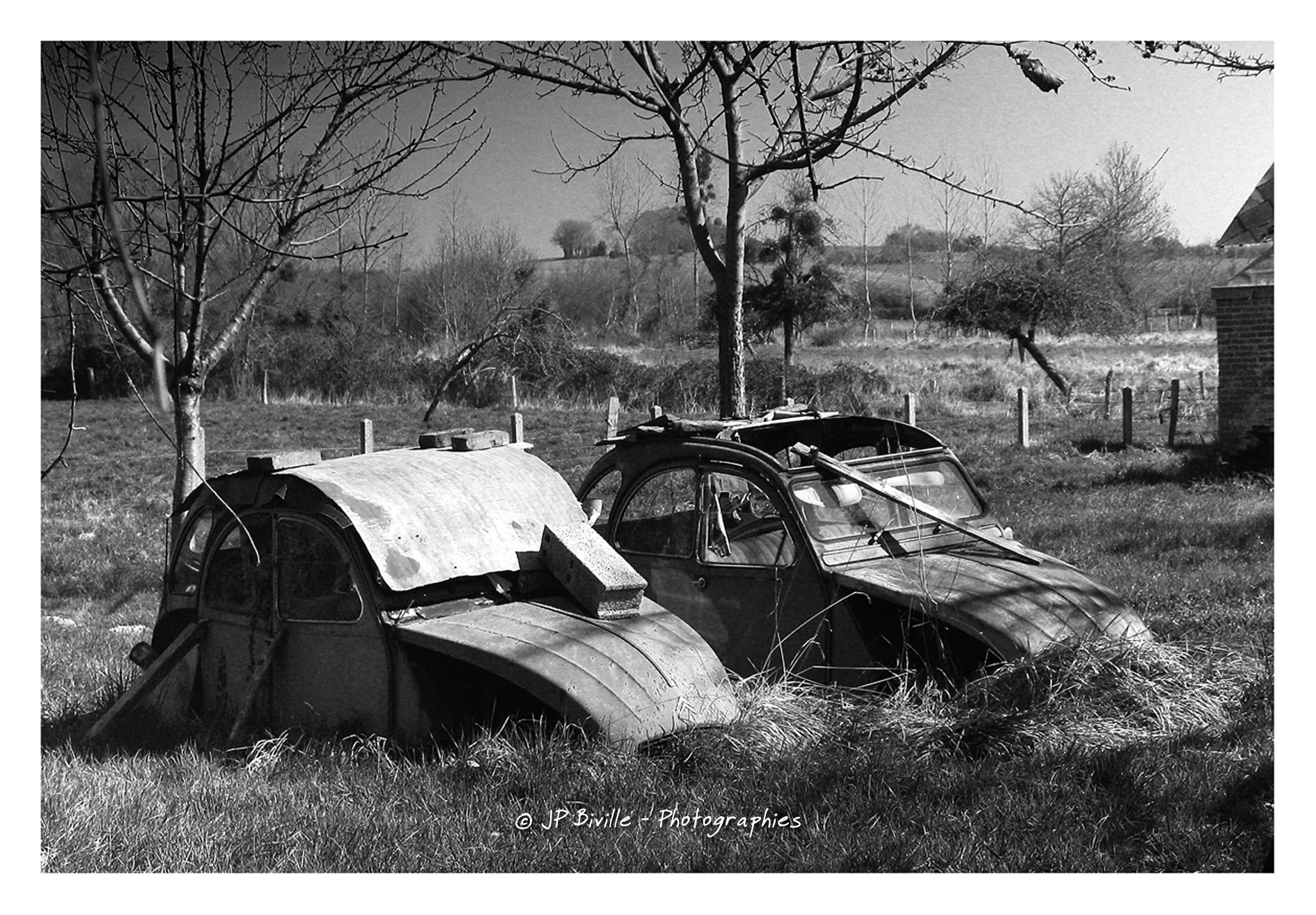 Deux-Chevaux à l'herbage - Pays d'Auge