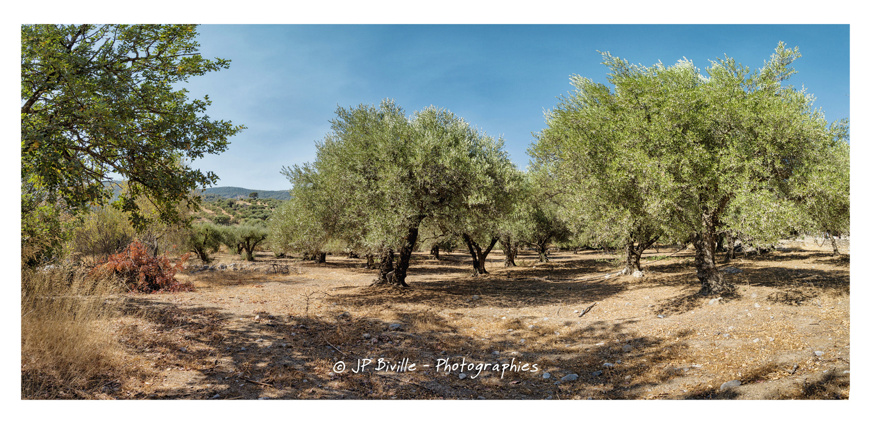 Crète - Oliveraie près de Kritsa