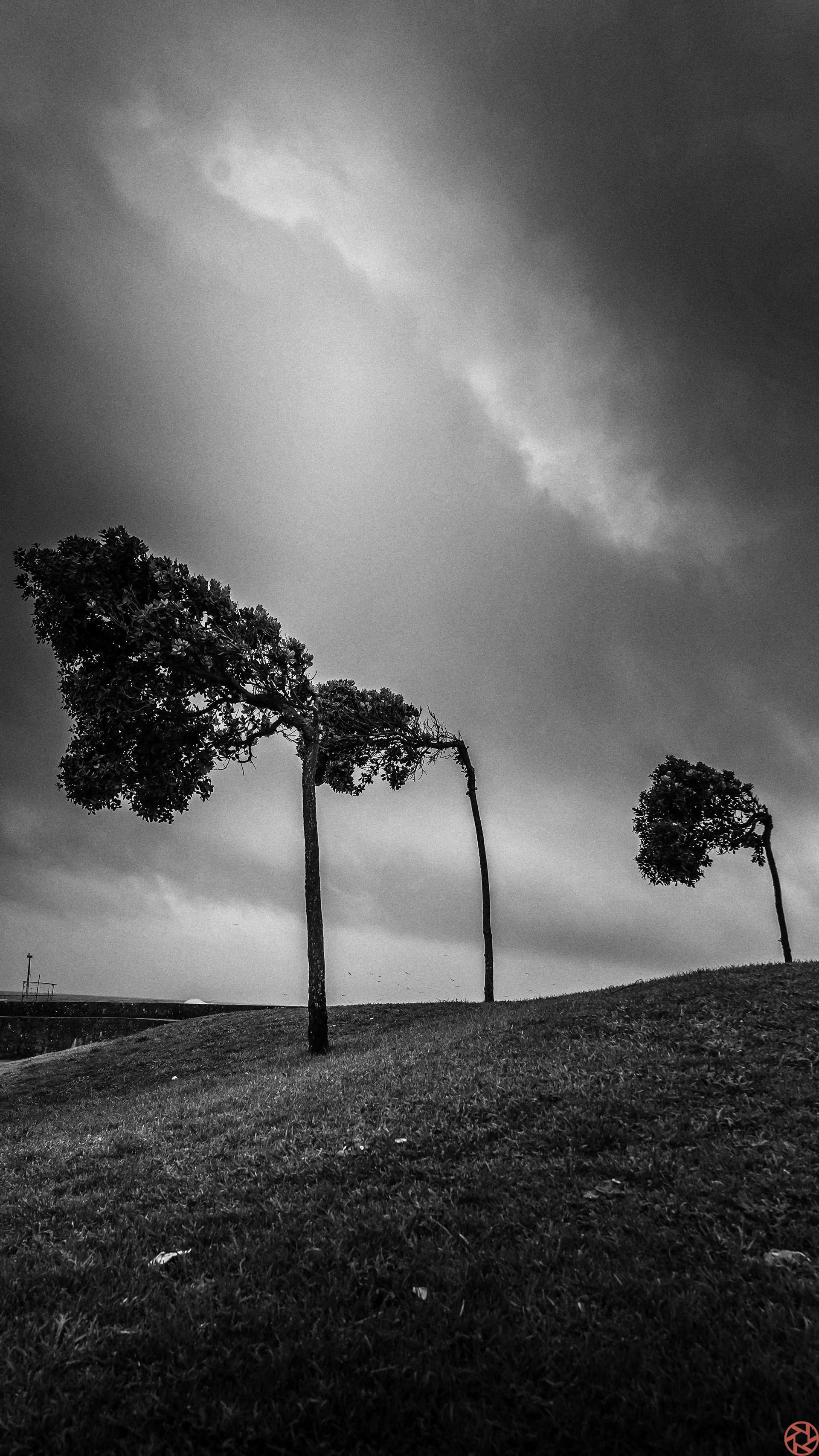 As Arvores torturadas pelo vento..