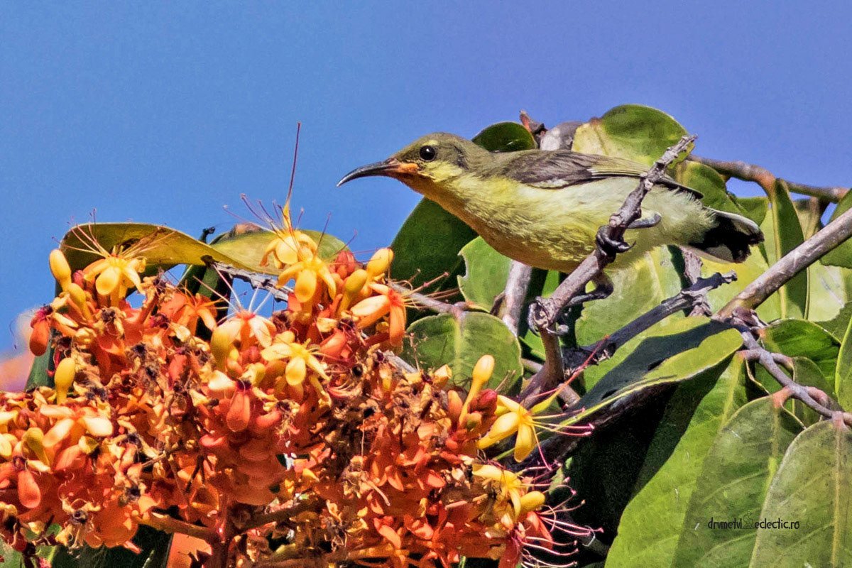 Cynniris asiaticus, female