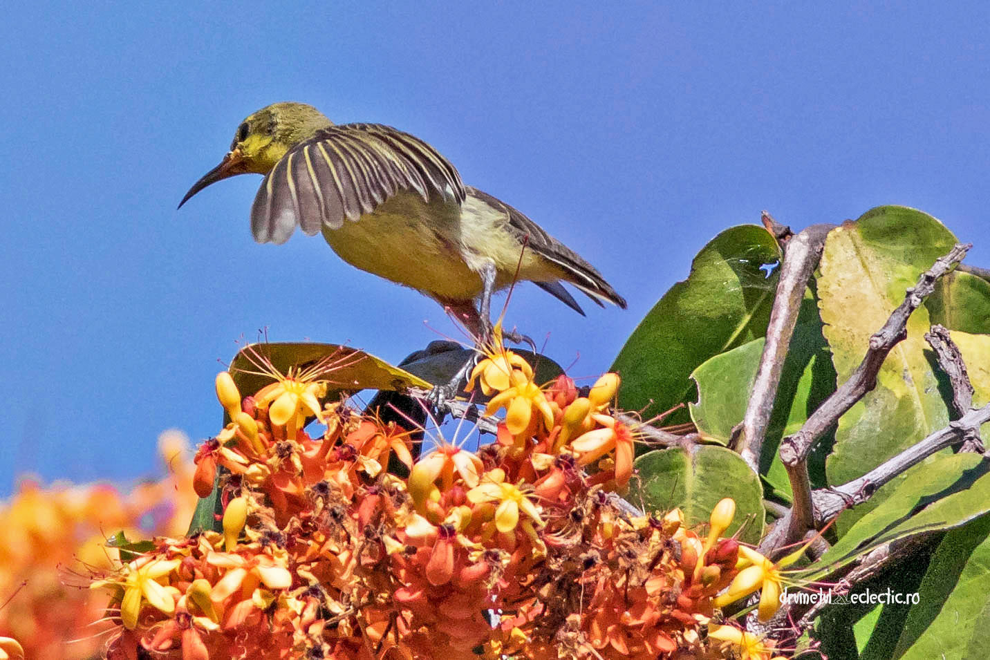 Cynniris asiaticus, female