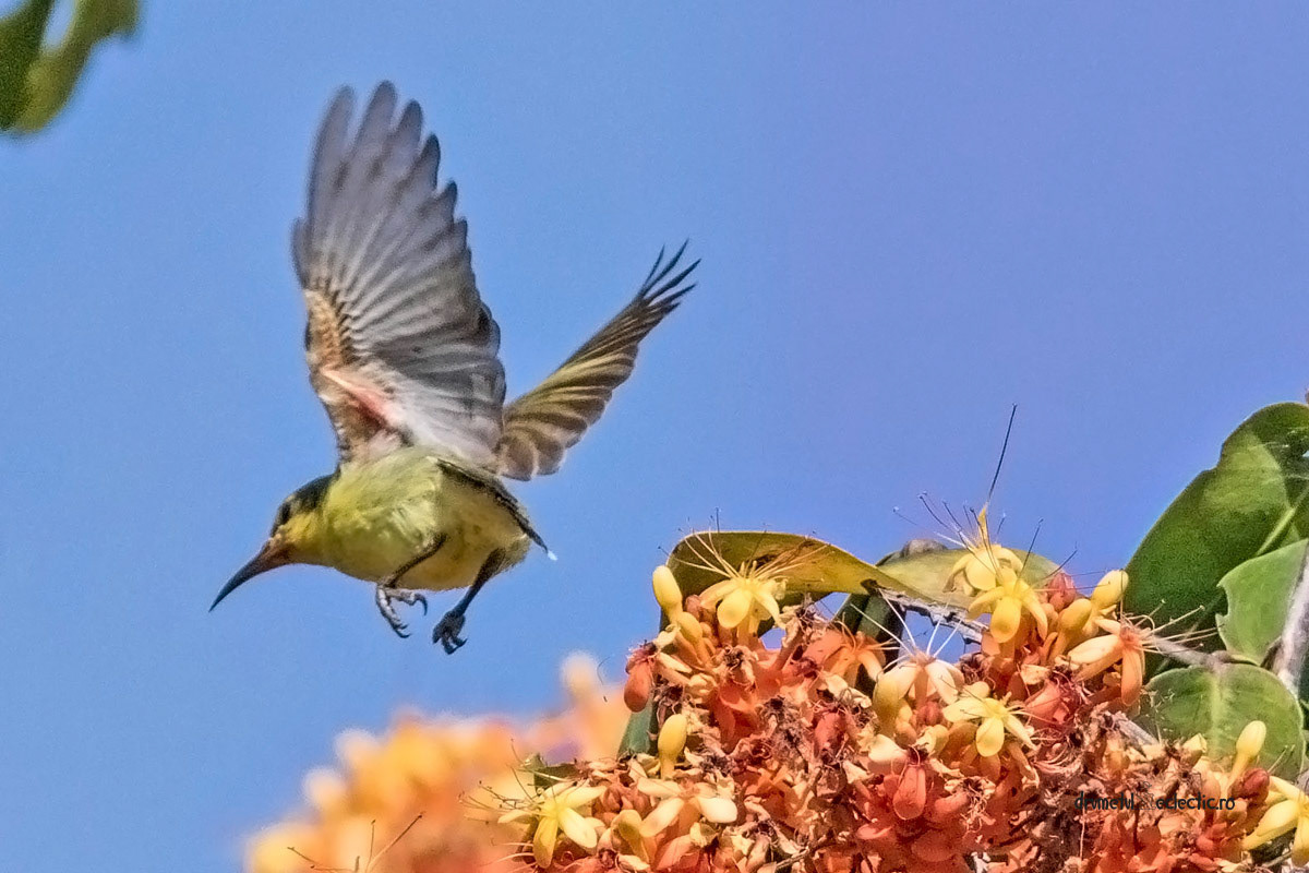 Cynniris asiaticus, female