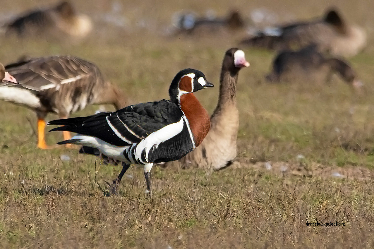 As close as I ever got to a Red-breasted !