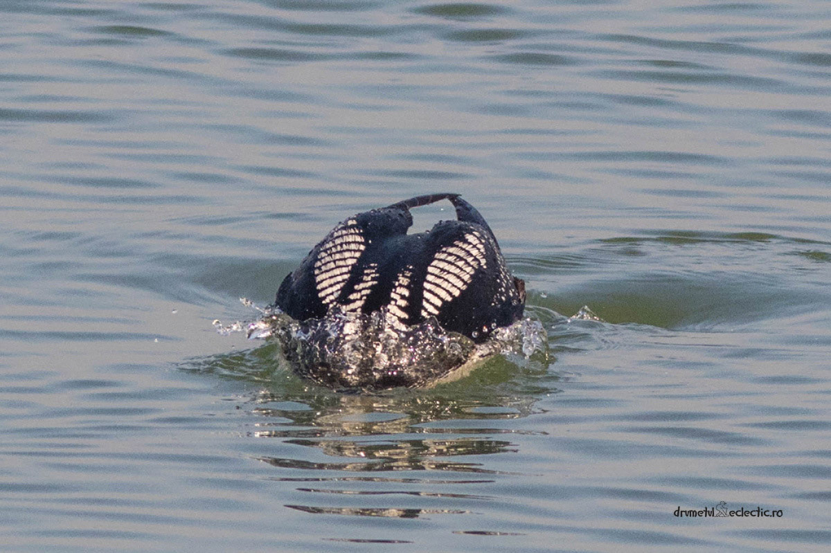 The funniest moment of that session (and one of the funniest ever in my bird photo career) was when the breeding-plumage loon took a dive...