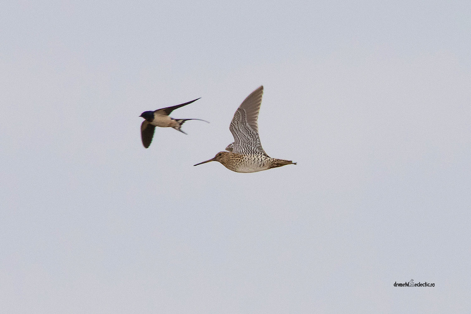Unexpected intruder - a Barn Swallow :)