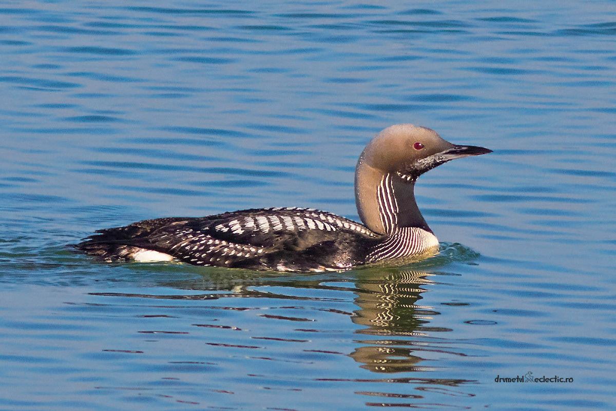 Definition of pure luck: to capture a Black-throated Loon late December in full breeding plumage, on the last remaining patch of liquid water in a huge frozen lake, close to the shore, front light !