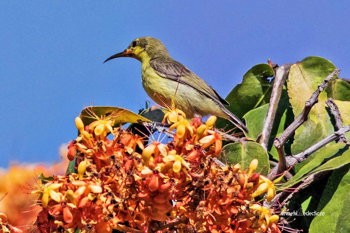 Cynniris asiaticus, female