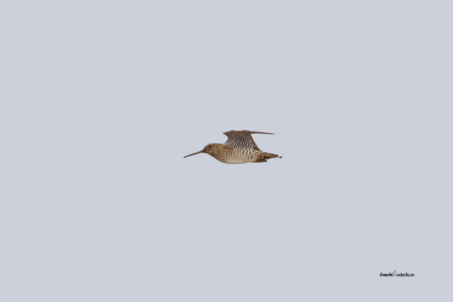 A challenging bird to capture - rare opportunities, and you need to act fast and precisely.