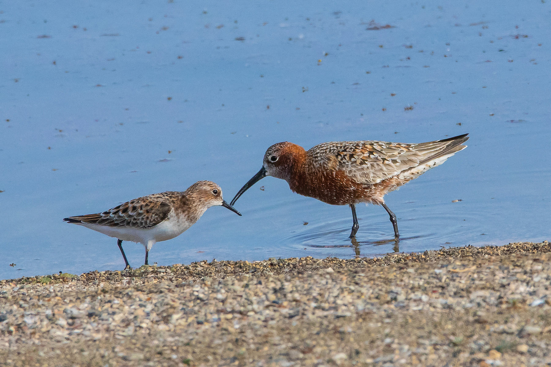 `En garde, pussycat !`