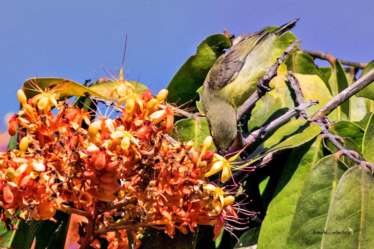 Cynniris asiaticus, female