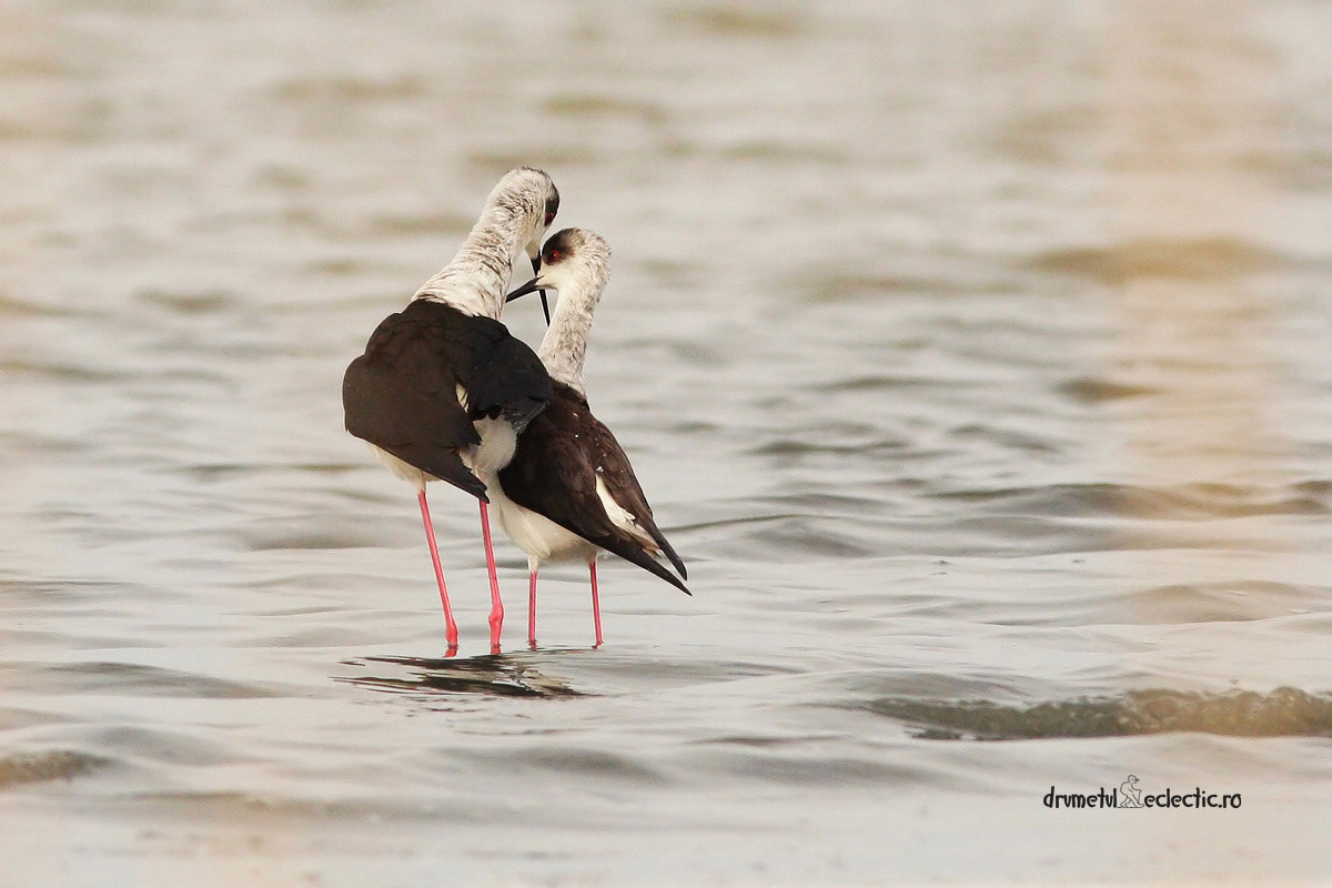 My first hide&shoot, with an improvised setup under a camouflage sheet, resulted in a few lovely photos of two young lovers, as well as in a terrible back ache :)