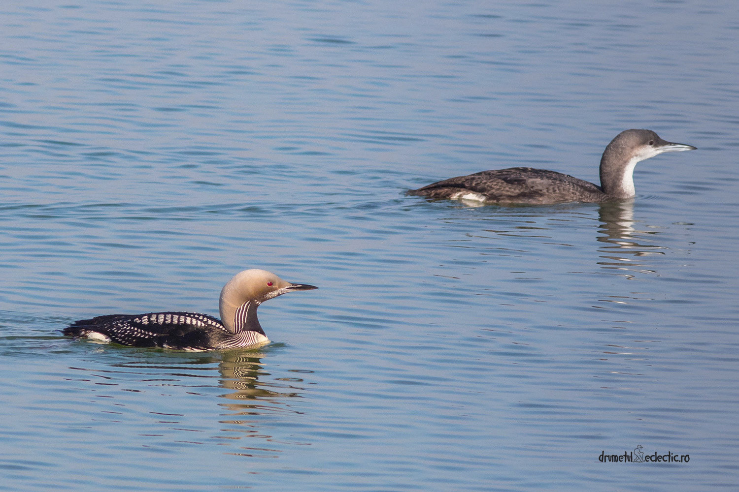 That was no real mystery, of course: there were simply two Black-throated Loons :)