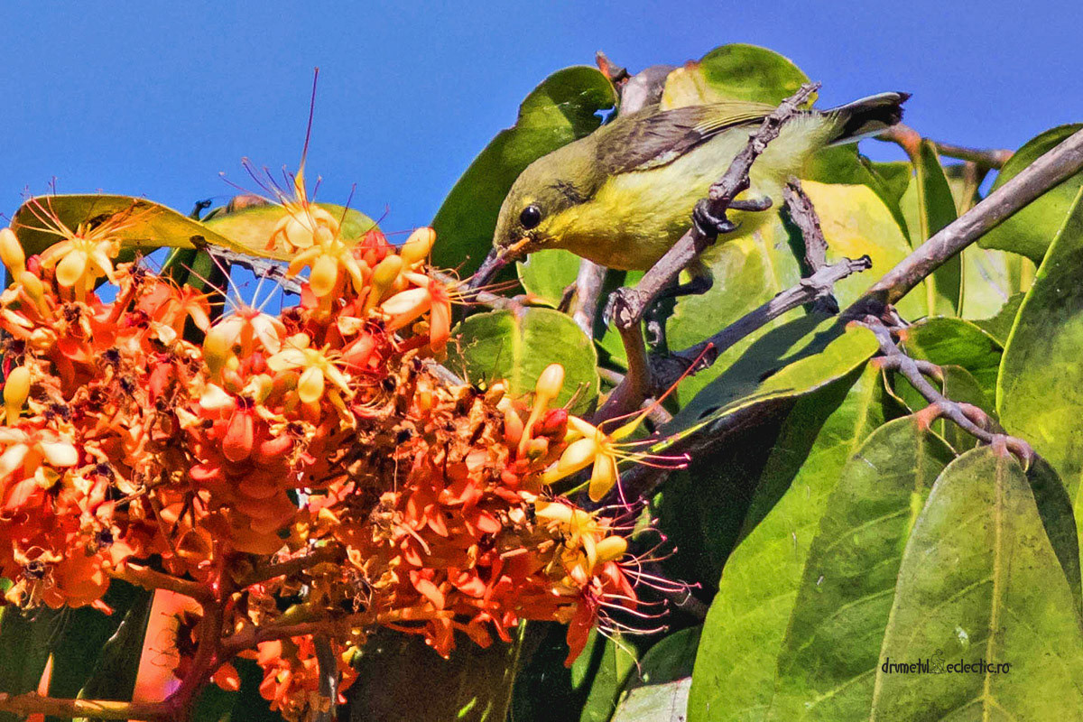 Cynniris asiaticus, female