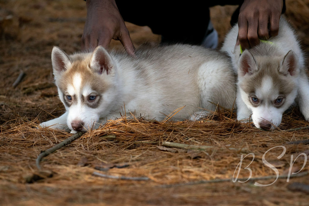 Cinnamon and Cocoa