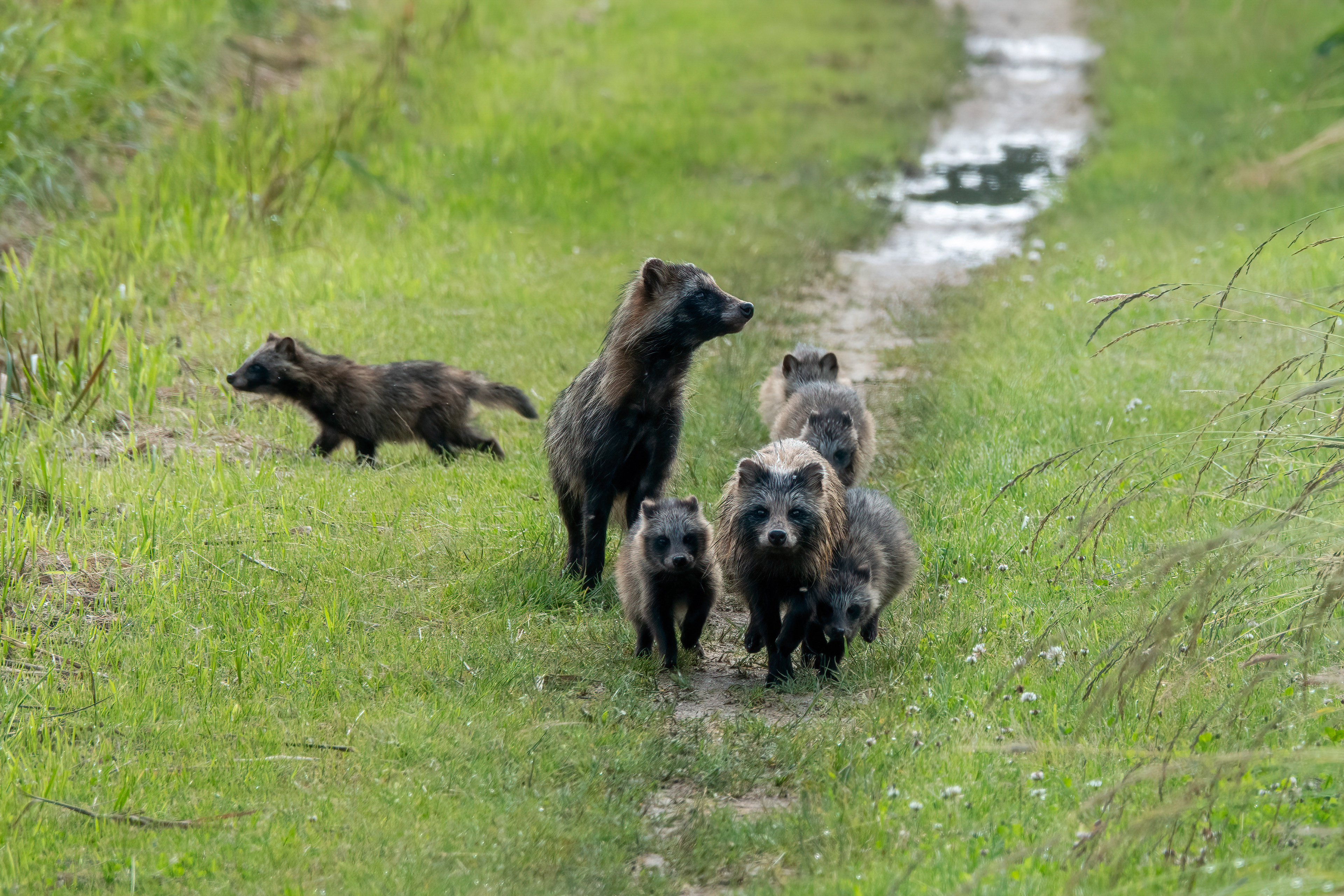 R1000035- Familie Marderhund