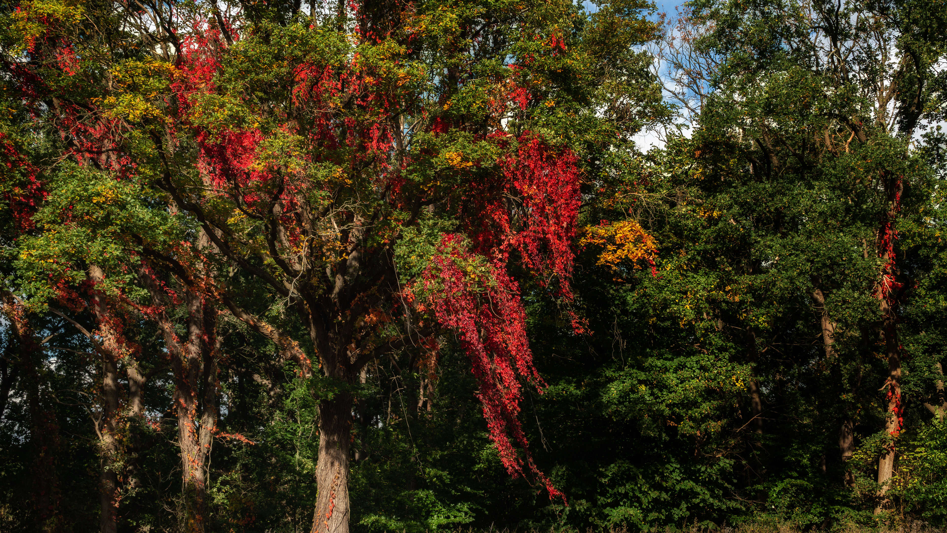 _R108091-Be