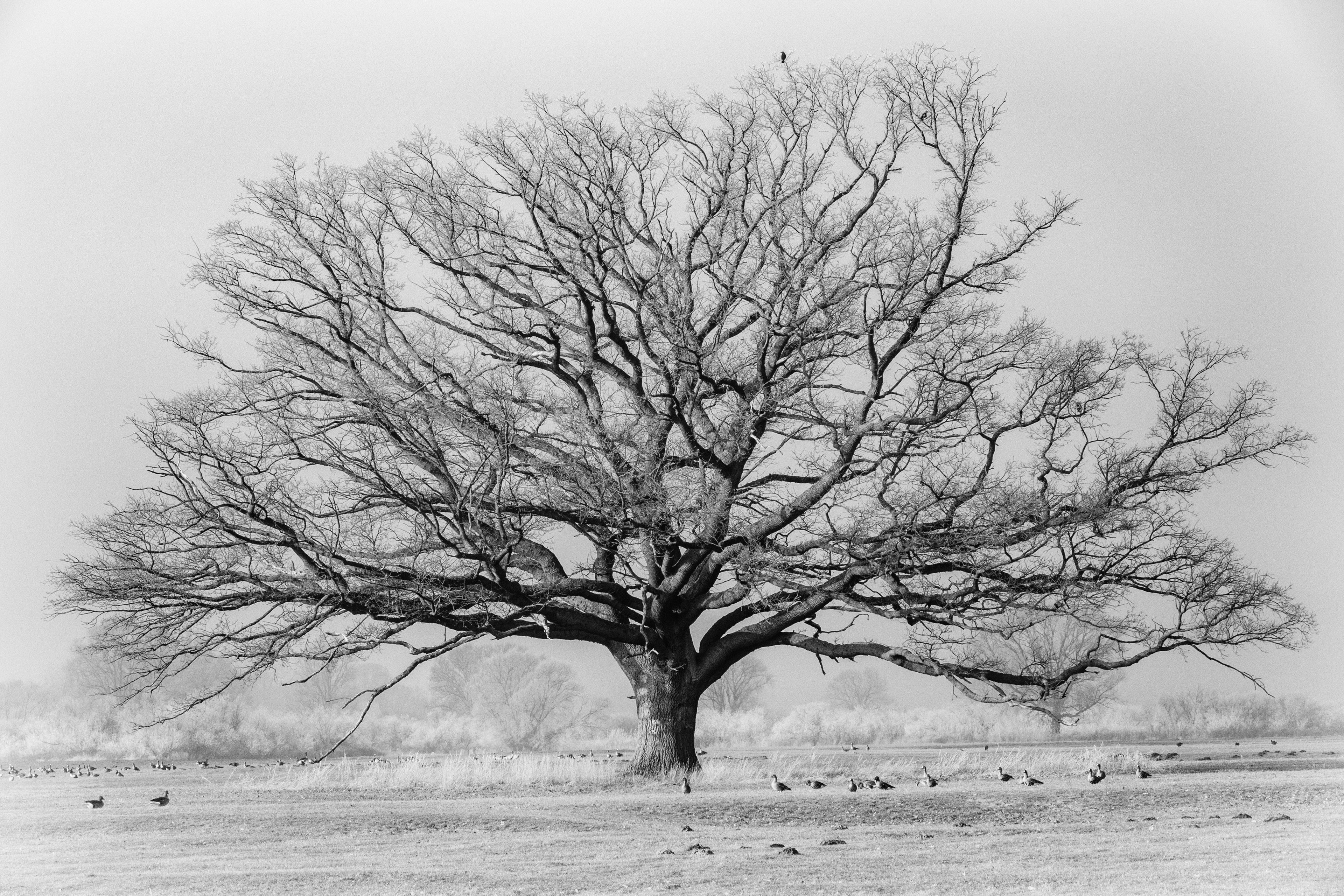 R1000267_3 Baum des Lebens