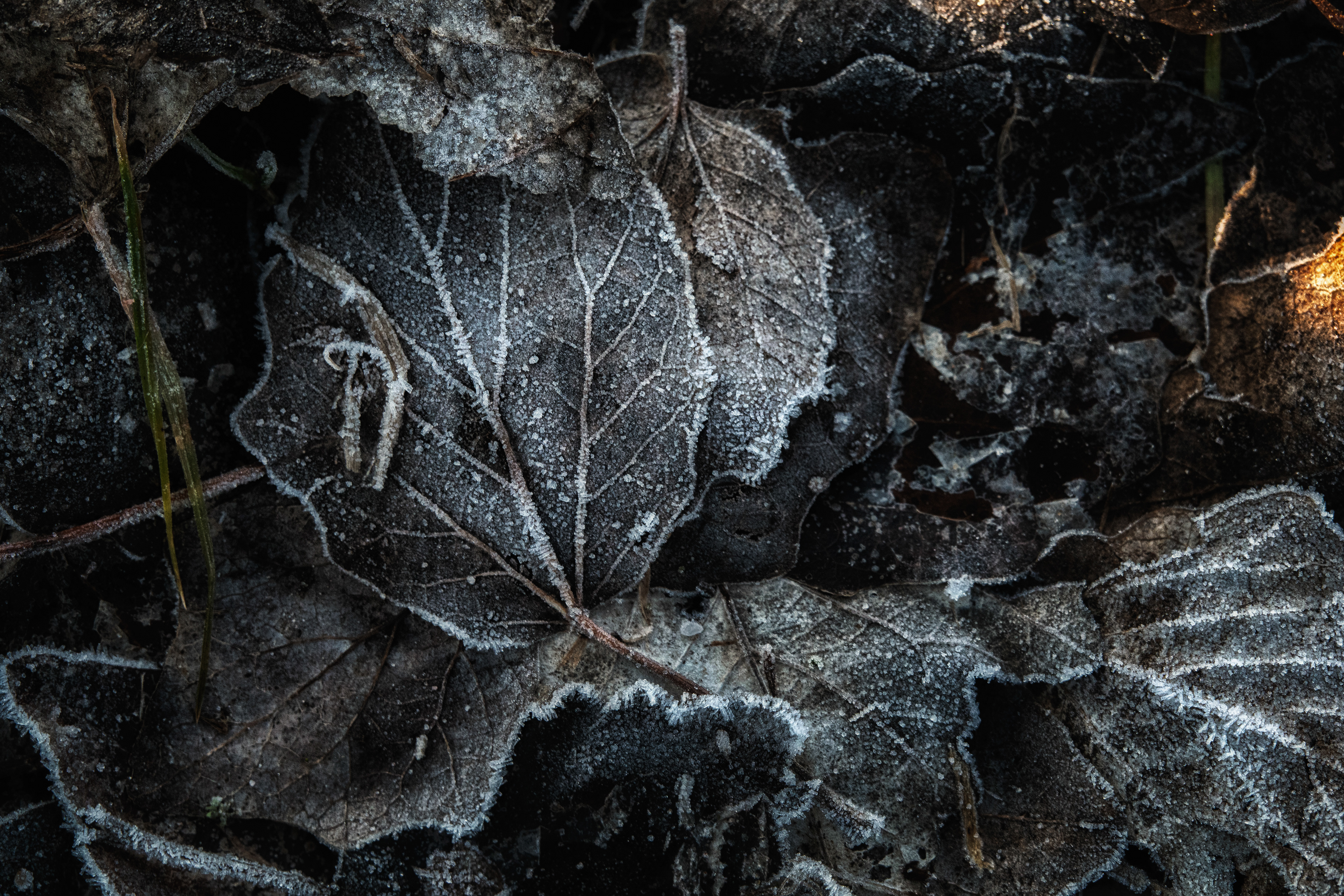 SON05342_b