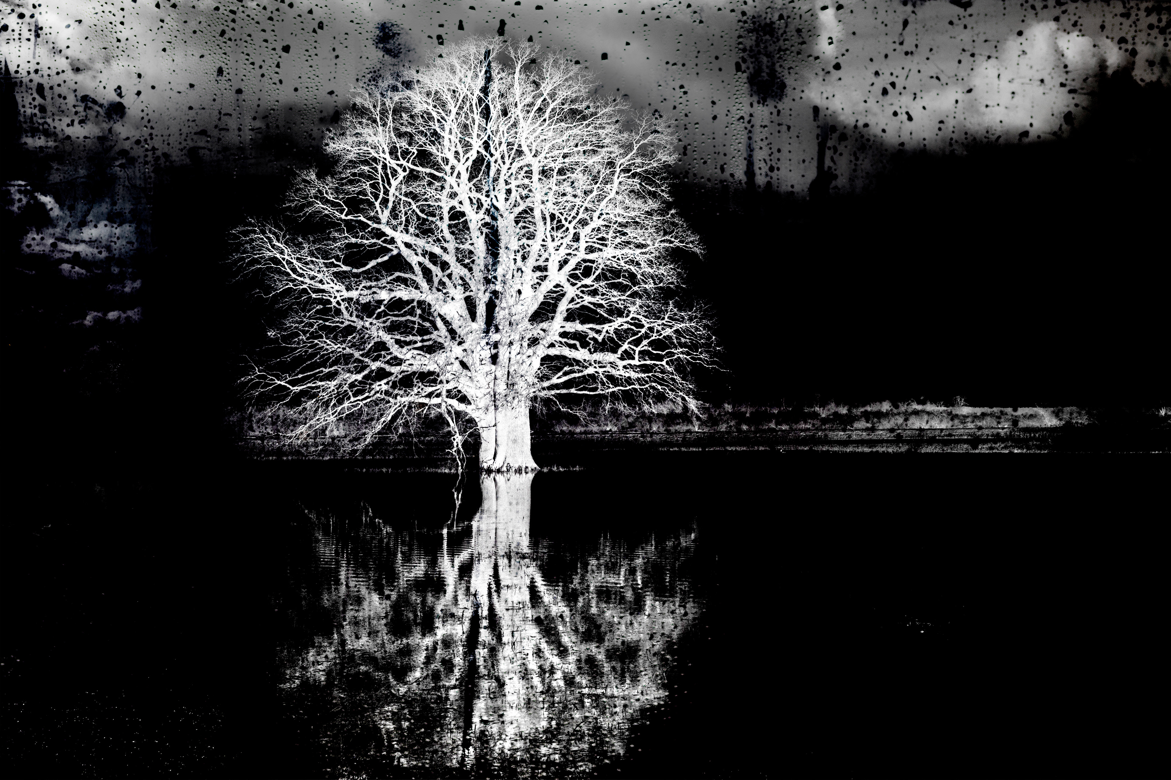_R107569_b