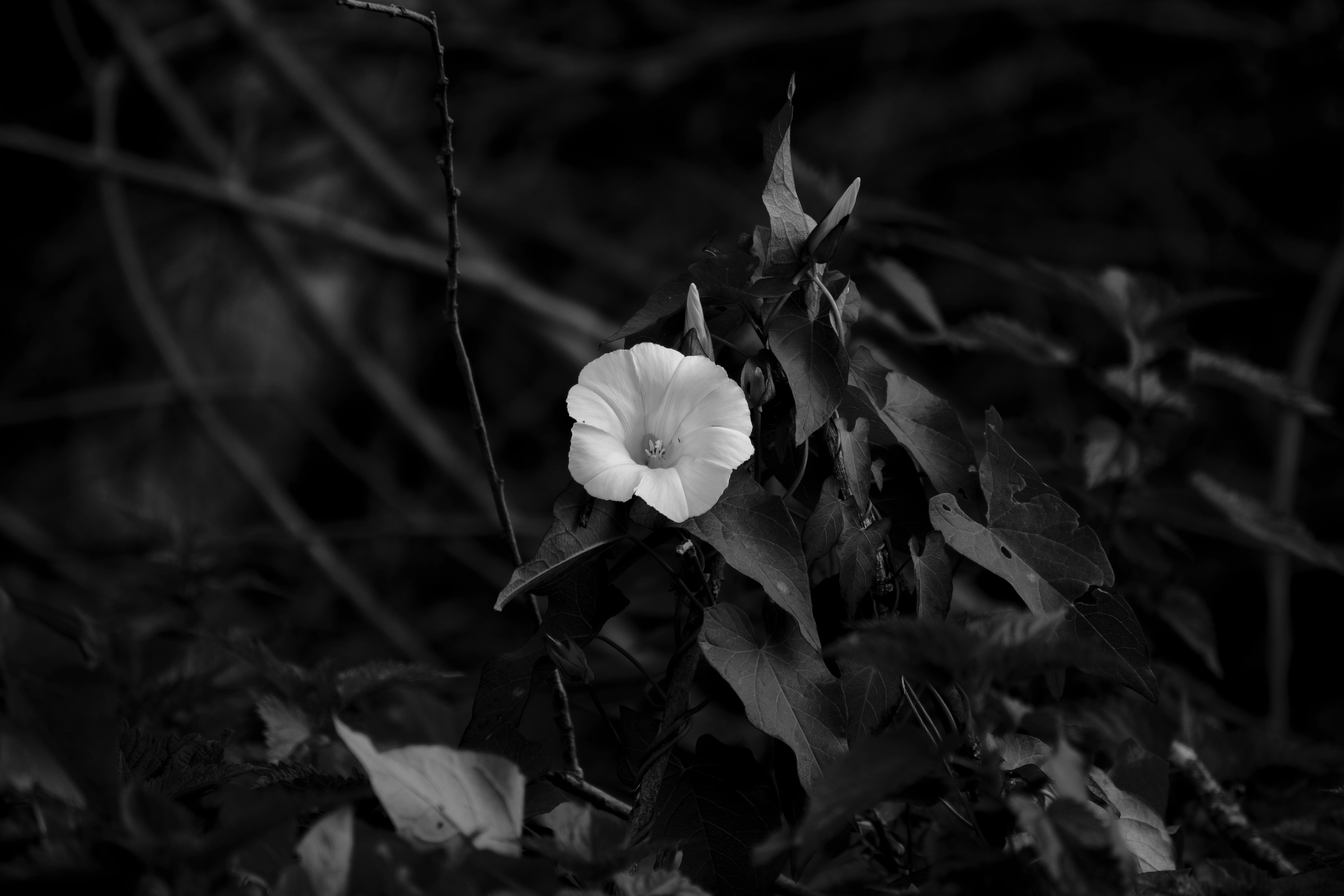 _R103882